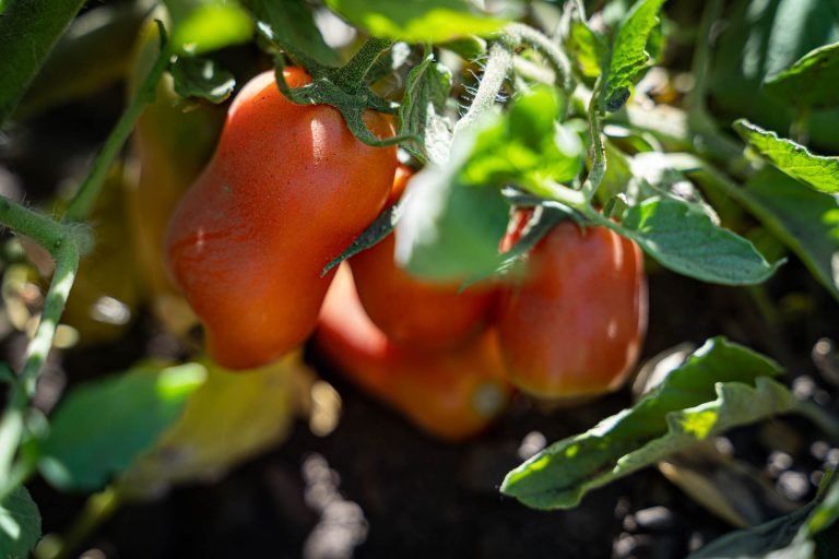 Cassetta di pomodori